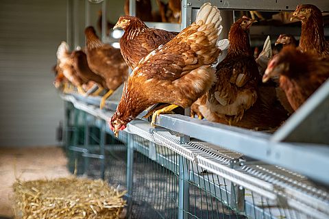  Een druk gekakel op Goedentijd Kippen en ganzen op de boerderij Herenboerderij Goedentijd
