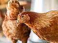 Kippen en ganzen op de boerderij Een druk gekakel op Goedentijd