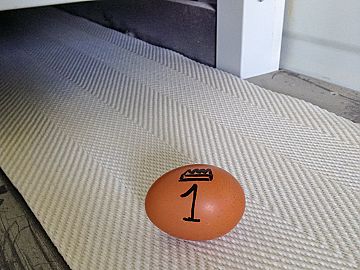 Het eerste ei op onze boerderij