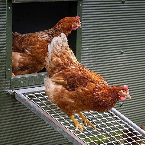  De kippen mogen naar buiten Scharrelende kippen Herenboerderij Goedentijd