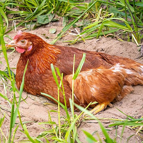  De kippen mogen naar buiten Scharrelende kippen Herenboerderij Goedentijd