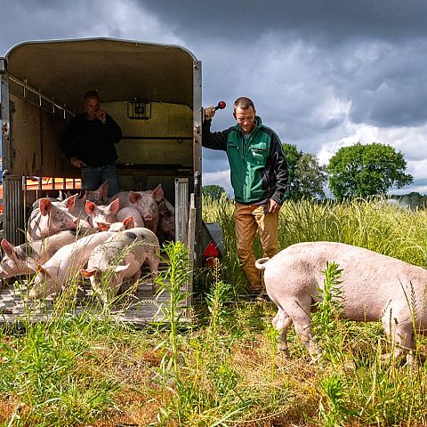 We hebben varkens Onze eigen varkenscyclus Herenboerderij Goedentijd