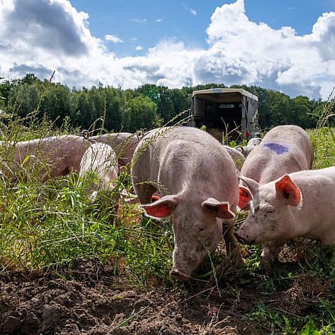  We hebben varkens Onze eigen varkenscyclus Herenboerderij Goedentijd