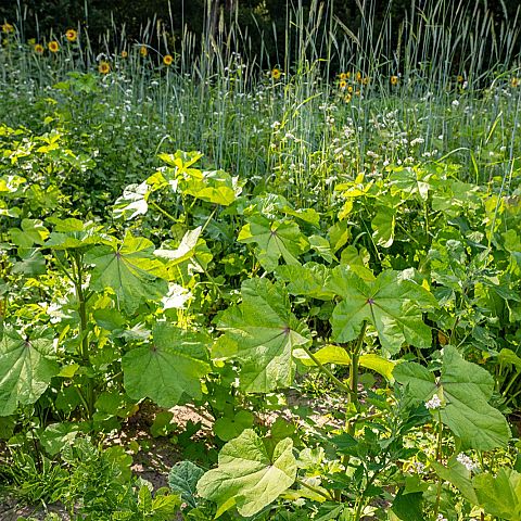  Wilde bloemen en planten Een mini-college over biodiversiteit Herenboerderij Goedentijd