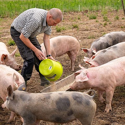  Verzorging van de varkens  Herenboerderij Goedentijd