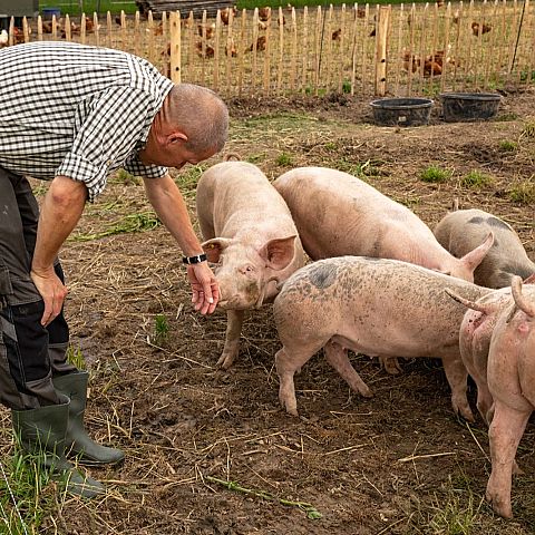  Verzorging van de varkens  Herenboerderij Goedentijd