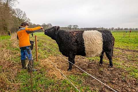  Hoe houden we onze kudde koeien in stand?   Herenboerderij Goedentijd