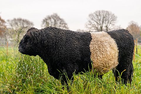  Hoe houden we onze kudde koeien in stand?   Herenboerderij Goedentijd