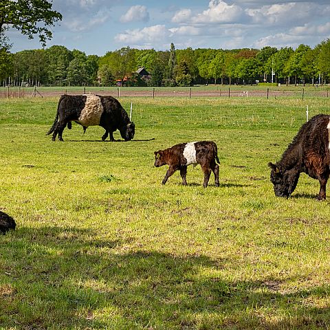  De dagelijkse zorg voor onze koeien Blije koeien Herenboerderij Goedentijd