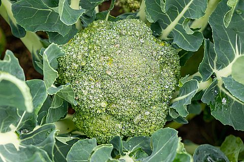 broccoli anke gielen dsc 5619 Fotoboek  Herenboerderij Goedentijd